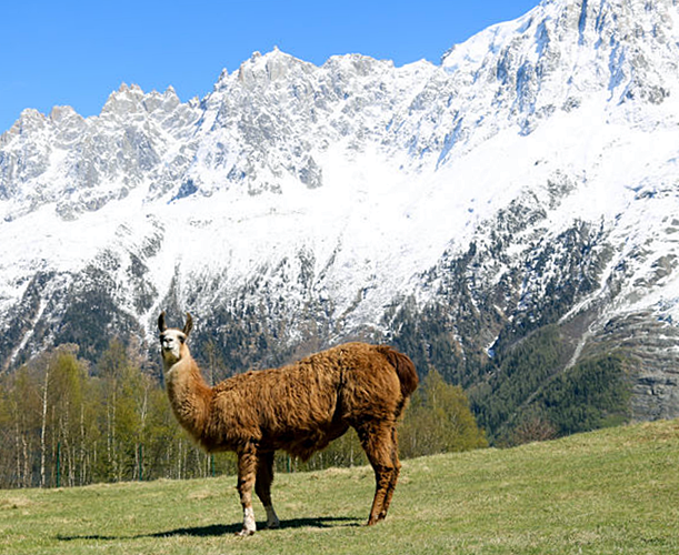 Merlet animal park in front of Mont Blanc