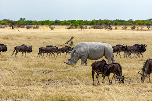 Etosha National Park, Namibia