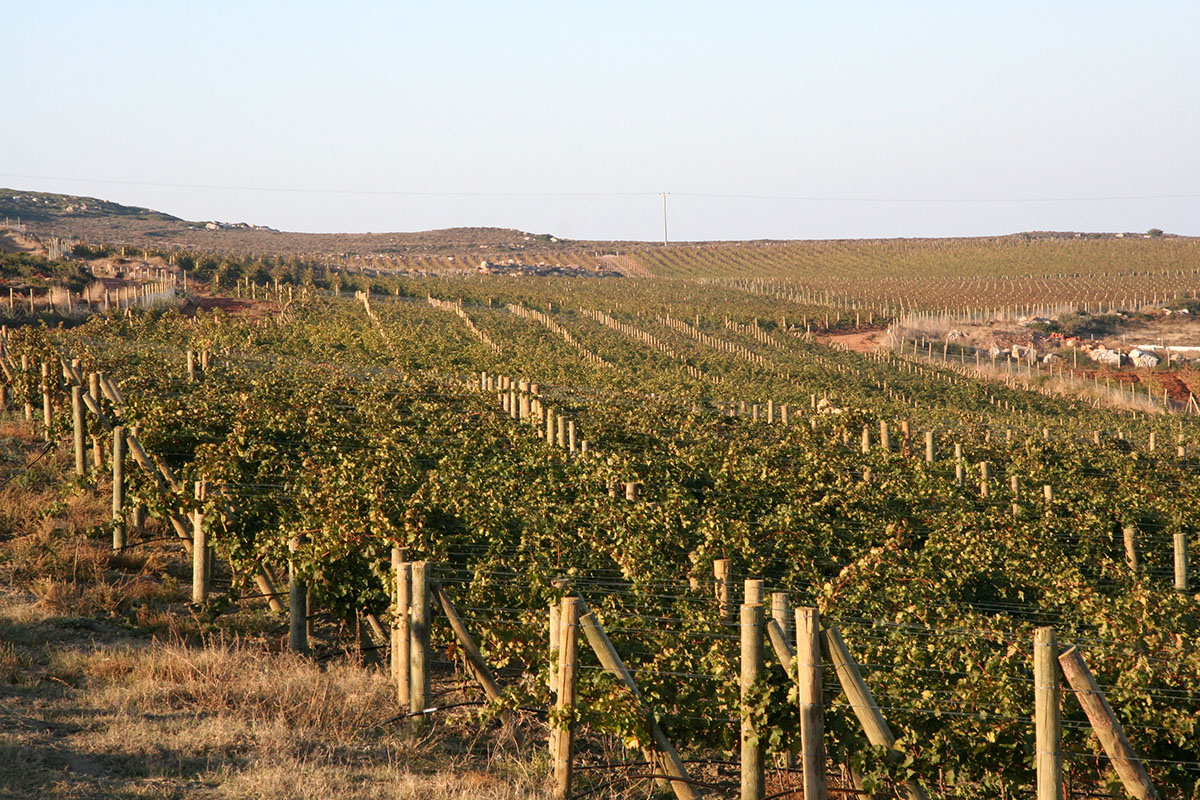 Bozcaada Wineries Visit